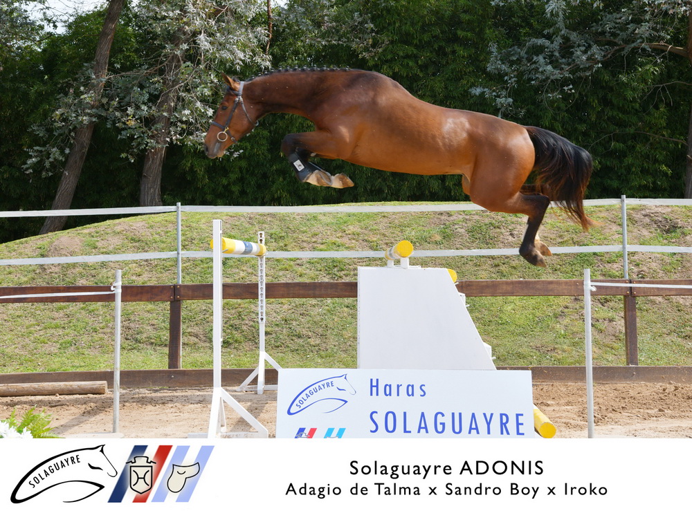 SOLAGUAYRE ADONIS